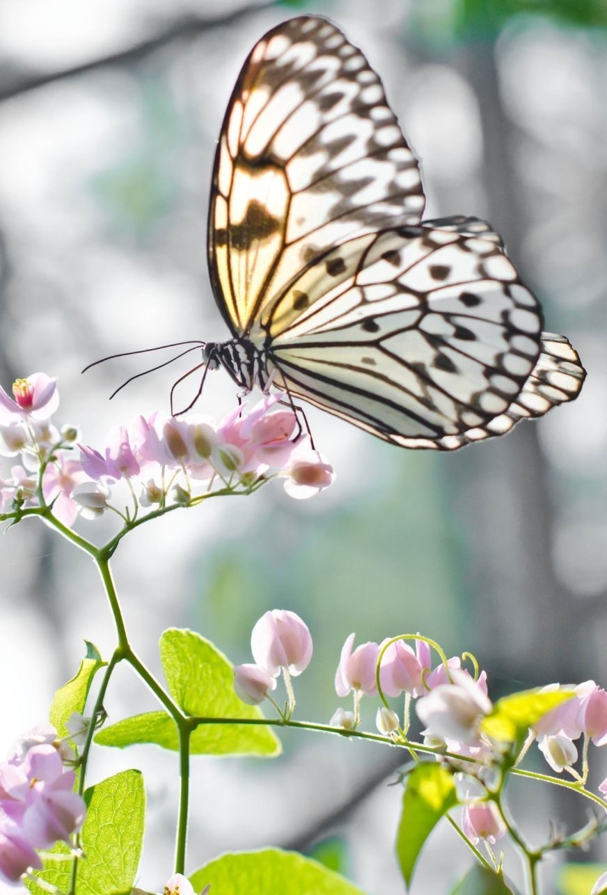 When to Let Go of a Dream… and start Re-imagining a new one